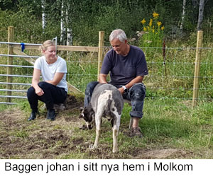 Molkom 2017.jpg